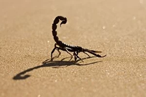 Images Dated 20th May 2007: Scorpion Hunting on hot desert sands Namib Dune Belt, Namibia, Africa