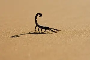 Scorpions Prints: Scorpion Hunting on hot desert sands Namib Dune Belt, Namibia, Africa