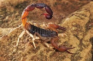 Images Dated 7th January 2008: Scorpion - Montagne des Francais Reserve - Antsiranana - Northern Madagascar