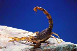 Images Dated 25th April 2007: Scorpion South Europe