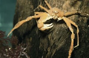 Images Dated 9th November 2007: Scorpion Spider Crab - missing a claw Europe coasts