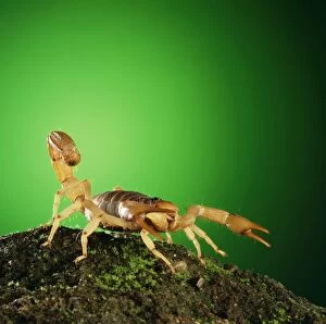 Scorpion - tail raised