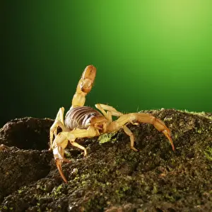 Scorpions Prints: Scorpion TEA 5 Opisthophtalmus sp. © Andy Teare / ARDEA LONDON