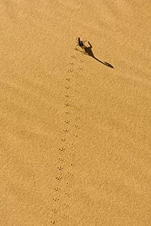 Scorpion - Tracks on yellow dune sand leading to long shadow