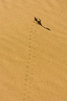 Walking Prints: Scorpion Tracks on yellow dune sand leading to long shadow Namib Dune Belt