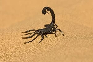 Scorpion - Walking on dune sand with tail raised