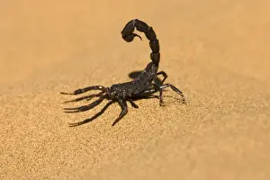 Scorpion Walking on dune sand with tail raised Namib Dune Belt, Namibia, Africa