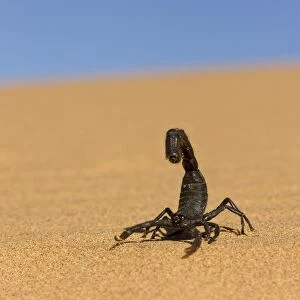 Images Dated 20th May 2007: Scorpion Walking over rippled dune sand with a blue sky in the background Namib Dune Belt