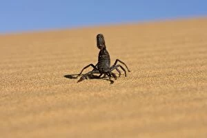 Images Dated 20th May 2007: Scorpion Walking over rippled dune sand with a blue sky in the background Namib Dune Belt