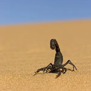 Scorpion Prints: Scorpion Walking over rippled dune sand with a blue sky in the background Namib Dune Belt