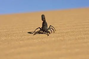 Scorpion Walking over rippled dune sand with a blue sky in the background Namib Dune Belt, Namibia, Africa