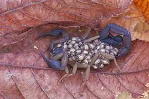 Scorpions Prints: Scorpion with young on back - Costa Rica