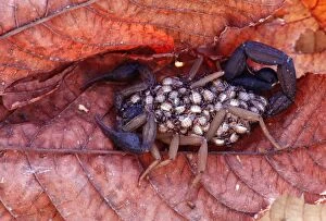 Images Dated 9th March 2009: Scorpion - With young on its back - Tropical dry forest - Costa Rica