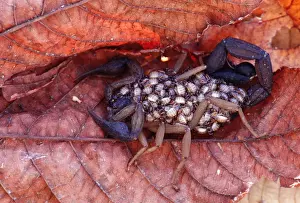 Hitchhiking Prints: Scorpion - With young on its back - Tropical dry forest - Costa Rica