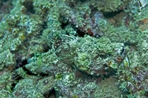 Camouflage Feature Collection: Scorpionfish - well camouflaged. Fiji