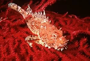 Scorpionfish - Red Background
