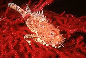 Scorpionfishes Prints: SCORPIONFISH - RED BACKGROUND