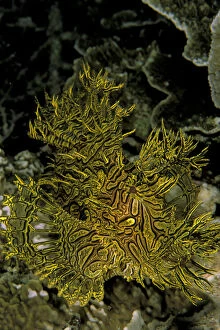 Scorpionfish, or rhinopias aphanes