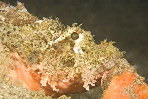 scorpionfish Scorpaenopsis oxycephalus)