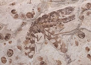 Images Dated 13th March 2009: Scorpionfly Fossil - Middle Jurassic