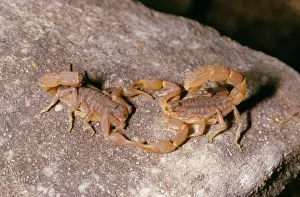 Dancing Prints: Scorpions - mating dance