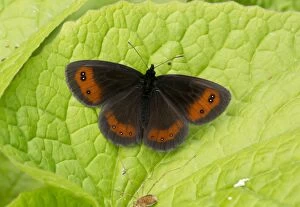 Argus Gallery: Scotch Argus Butterfly basking on leaf Turkey
