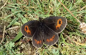 Argus Prints: Scotch Argus Butterfly Scotland, UK