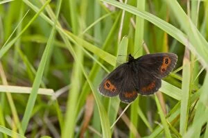 Argus Gallery: Scotch Argus - upperside - resting on grass - introduced