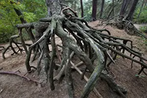 Scotch Pine Tree - roots in sand with erosion - Belgium