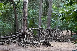 Scotch Pine Tree - roots in sand with erosion - Belgium