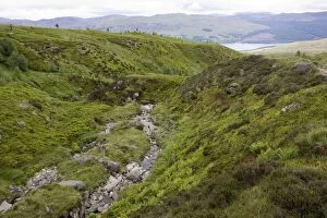 Images Dated 16th June 2006: Scotland - Ben Lawers National Nature Reserve, showing rich growth of varied flora following