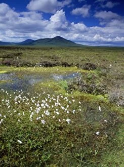SCOTLAND - blanket bog with pools, Cotton Grass, Ben Griam Beg in the background