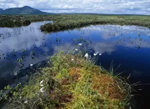 Bogs Prints: Scotland - bog pools with Cotton Grass