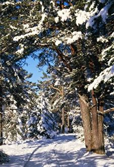Images Dated 7th February 2005: Scotland Forest, Rothiemurchus