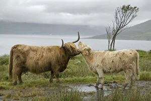 Images Dated 6th June 2007: Scotland, Highland cows courting and grooming