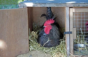 Sheltering Collection: Scots Dumpy Cockerel - rare breed chicken - Farm Park - Cotswolds - UK