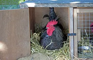 Farm Prints: Scots Dumpy Cockerel - rare breed chicken - Farm Park - Cotswolds - UK