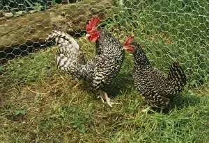 Scots Grey Chicken AP 1369 Pair © Dennis Avon / ardea. com