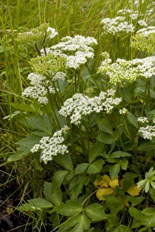 Images Dated 15th July 2006: Scots lovage (Ligusticum scoticum). Rare coastal plant in Scotland