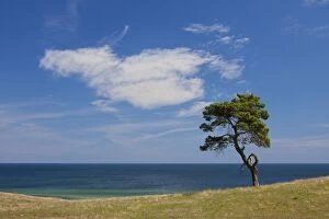 Scots / Norway Pine solitary tree near the sea