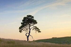 Images Dated 23rd July 2014: Scots / Norway Pine solitary tree near the sea