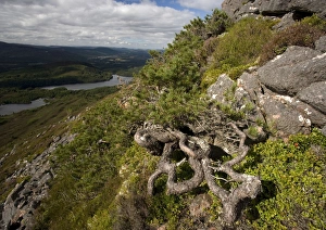Images Dated 1st August 2005: Scots Pine