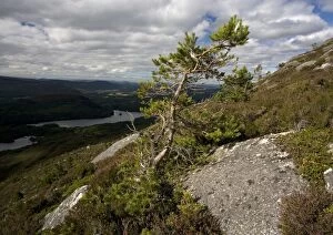 Images Dated 1st August 2005: Scots Pine