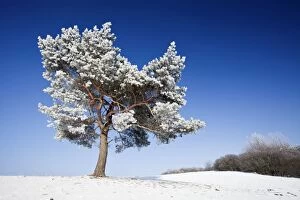Images Dated 31st January 2011: Scots Pine - covered in snow and frost - Hoher Meissner National park - North Hessen - Germany