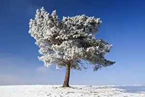 Christmas Prints: Scots Pine - covered in snow and frost - Hoher Meissner National park - North Hessen - Germany