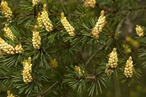 Images Dated 8th May 2007: Scots Pine in flower
