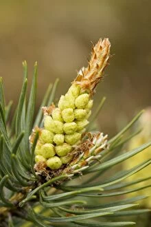 Images Dated 23rd May 2006: Scots Pine flowers