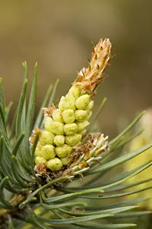 Needles Prints: Scots Pine flowers (Pinus sylvestris)
