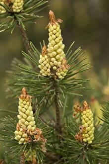 Scots Pine male flowers spring