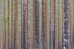 Images Dated 16th October 2018: Scots Pine - tree trunks - Dalarna, Sweden Date: 16-Oct-18